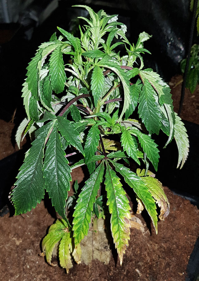 Underwatered Cannabis Plant