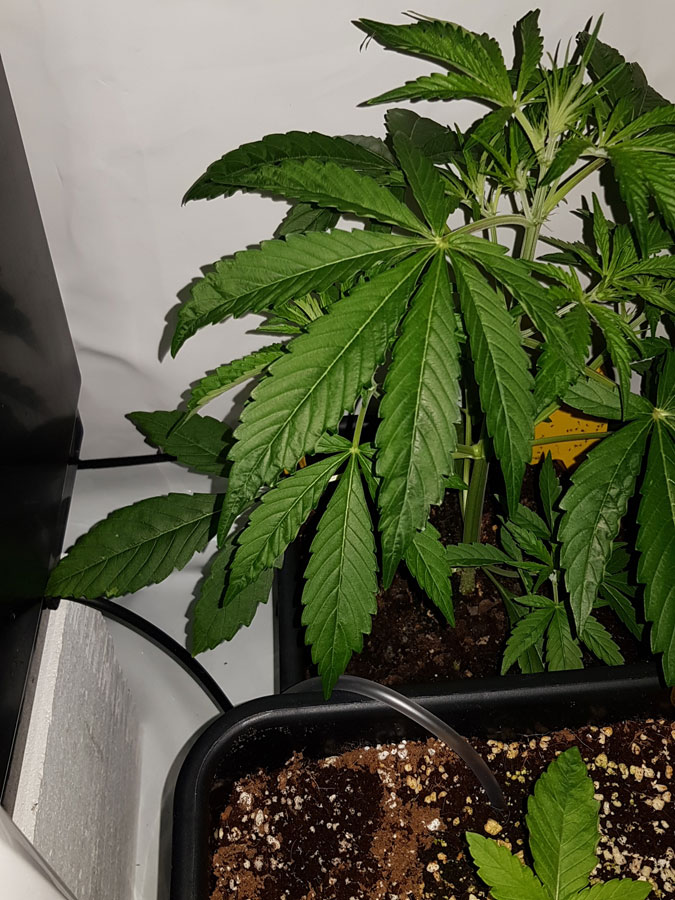 Overwatered Cannabis Plant